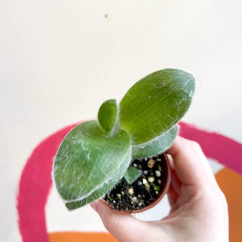 Tradescantia sillamontana - Velvet Inch Plant - Welsh Grown - Sprouts of Bristol