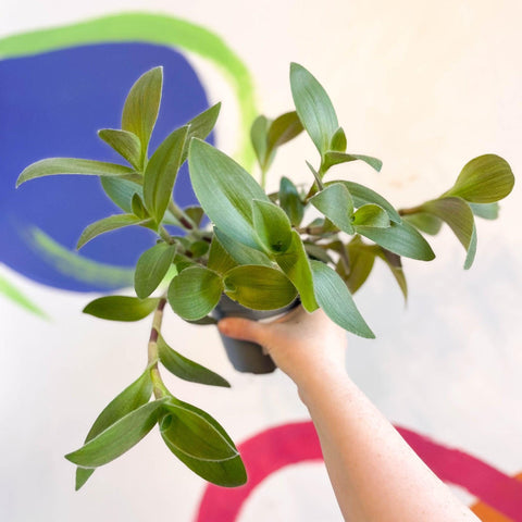 Tradescantia sillamontana - Velvet Inch Plant - Welsh Grown - Sprouts of Bristol