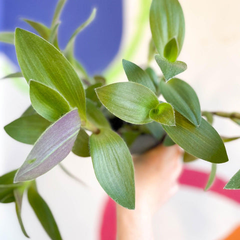 Tradescantia sillamontana - Velvet Inch Plant - Welsh Grown - Sprouts of Bristol