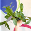Tradescantia sillamontana - Velvet Inch Plant - Welsh Grown - Sprouts of Bristol