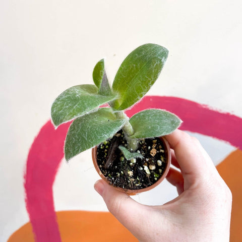 Tradescantia sillamontana - Velvet Inch Plant - Welsh Grown - Sprouts of Bristol