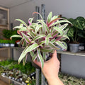 Tradescantia spathacea 'Varicolor’ - Spider Lily - Sprouts of Bristol