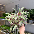 Tradescantia spathacea 'Varicolor’ - Spider Lily - Sprouts of Bristol