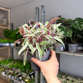 Tradescantia spathacea 'Varicolor’ - Spider Lily - Sprouts of Bristol