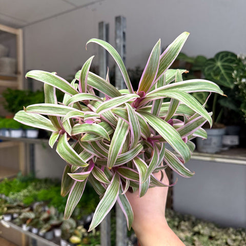 tradescantia spider lily Tradescantia spathacea 'Varicolor'