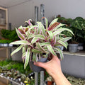 Tradescantia spathacea 'Varicolor’ - Spider Lily - Sprouts of Bristol