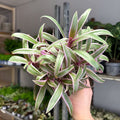 Tradescantia spathacea 'Varicolor’ - Spider Lily - Sprouts of Bristol