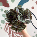 Tradescantia zebrina 'Silver Sicilian' - Silver Inch Plant - Sprouts of Bristol