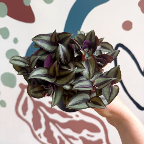Tradescantia zebrina 'Silver Sicilian' - Silver Inch Plant - Sprouts of Bristol