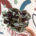 Tradescantia zebrina 'Silver Sicilian' - Silver Inch Plant - Sprouts of Bristol