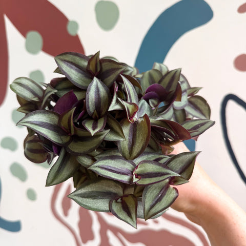 Tradescantia zebrina 'Silver Sicilian' - Silver Inch Plant - Sprouts of Bristol