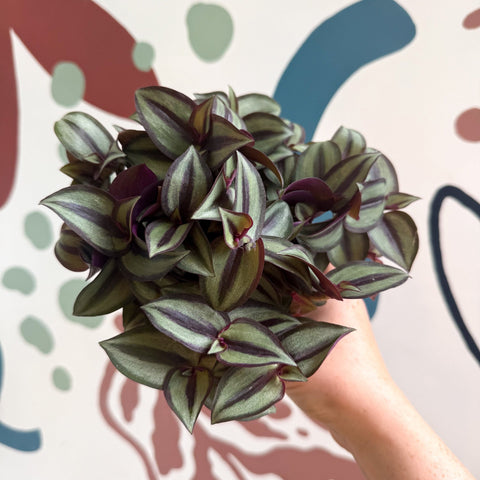 Tradescantia zebrina 'Silver Sicilian' - Silver Inch Plant - Sprouts of Bristol