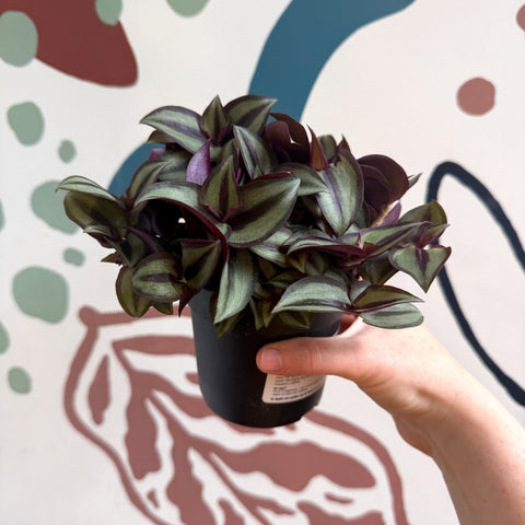 Tradescantia zebrina 'Silver Sicilian' - Silver Inch Plant - Sprouts of Bristol