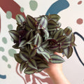 Tradescantia zebrina 'Silver Sicilian' - Silver Inch Plant - Sprouts of Bristol