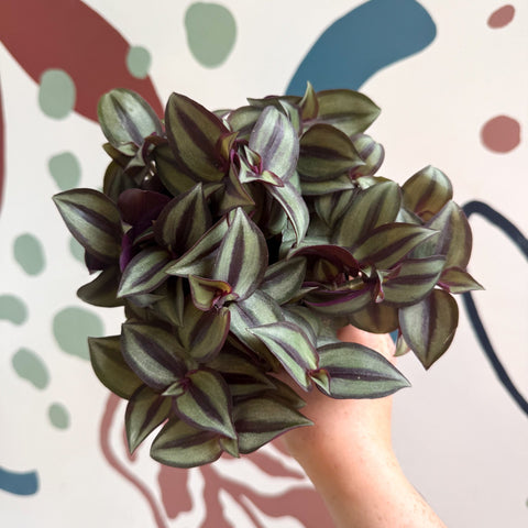 Tradescantia zebrina 'Silver Sicilian' - Silver Inch Plant - Sprouts of Bristol