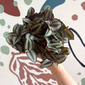 Tradescantia zebrina 'Silver Sicilian' - Silver Inch Plant - Sprouts of Bristol