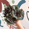 Tradescantia zebrina 'Silver Sicilian' - Silver Inch Plant - Sprouts of Bristol