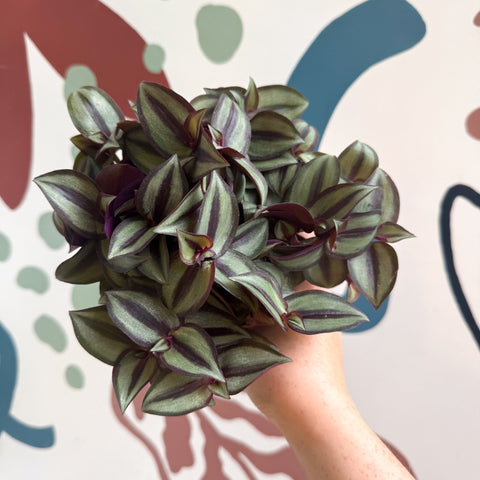 Tradescantia zebrina 'Silver Sicilian' - Silver Inch Plant - Sprouts of Bristol