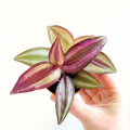 Tradescantia zebrina 'Violet Hill' - Purple Inch Plant - Sprouts of Bristol