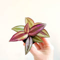 Tradescantia zebrina 'Violet Hill' - Purple Inch Plant - Sprouts of Bristol