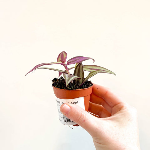 Tradescantia zebrina 'Violet Hill' - Purple Inch Plant - Sprouts of Bristol