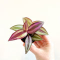 Tradescantia zebrina 'Violet Hill' - Purple Inch Plant - Sprouts of Bristol