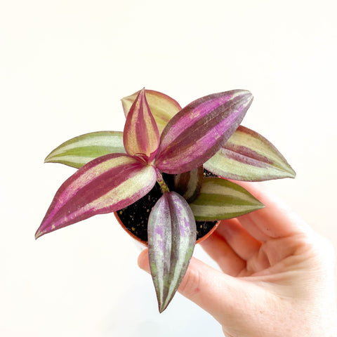 Tradescantia zebrina 'Violet Hill' - Purple Inch Plant - Sprouts of Bristol