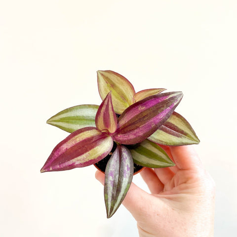 Tradescantia zebrina 'Violet Hill' - Purple Inch Plant - Sprouts of Bristol