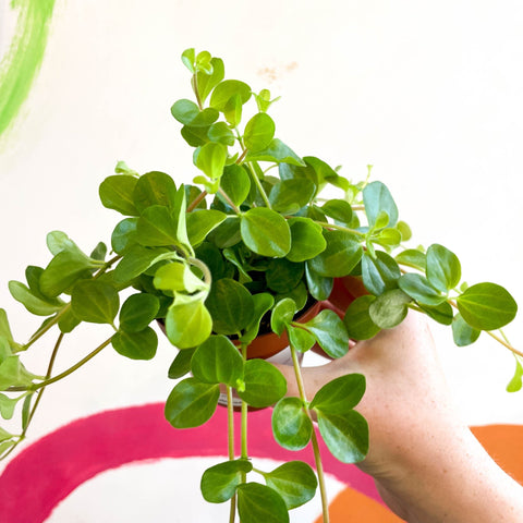 Trailing Jade Plant - Peperomia rotundifolia - Sprouts of Bristol