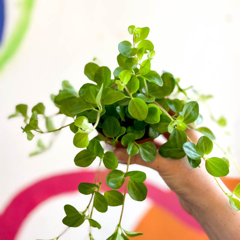 Trailing Jade Plant - Peperomia rotundifolia - Sprouts of Bristol