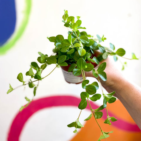 Trailing Jade Plant - Peperomia rotundifolia - Sprouts of Bristol