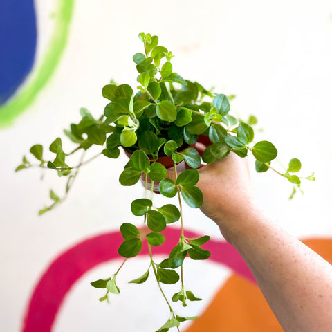 Trailing Jade Plant - Peperomia rotundifolia - Sprouts of Bristol