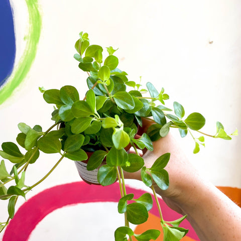 Trailing Jade Plant - Peperomia rotundifolia - Sprouts of Bristol