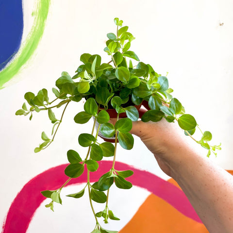 Trailing Jade Plant - Peperomia rotundifolia - Sprouts of Bristol