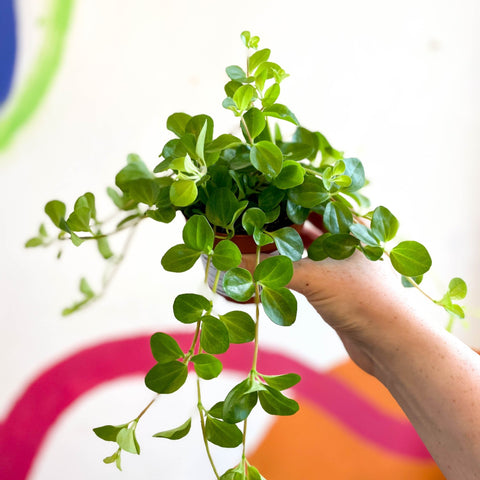 Trailing Jade Plant - Peperomia rotundifolia - Sprouts of Bristol