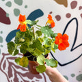 Tropaeolum majus 'Alaska Series' - Variegated Nasturtium - Sprouts of Bristol