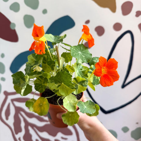 Tropaeolum majus 'Alaska Series' - Variegated Nasturtium - Sprouts of Bristol