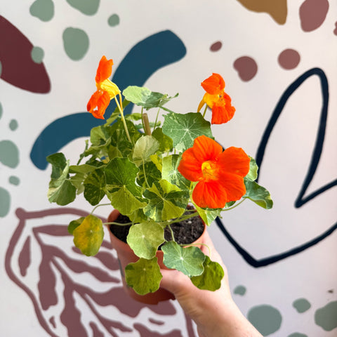Tropaeolum majus 'Alaska Series' - Variegated Nasturtium - Sprouts of Bristol