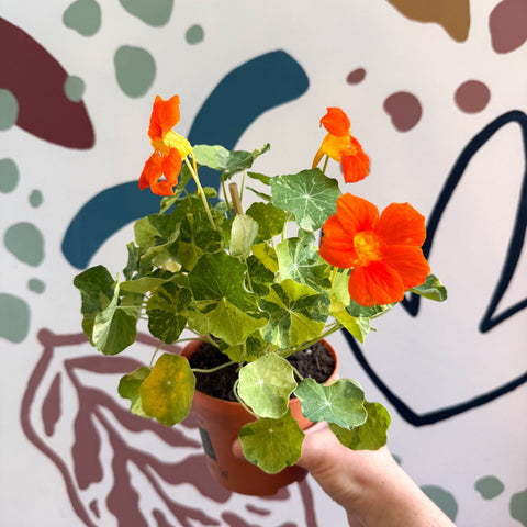 Tropaeolum majus 'Alaska Series' - Variegated Nasturtium - Sprouts of Bristol