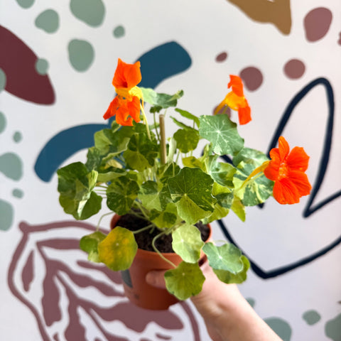 Tropaeolum majus 'Alaska Series' - Variegated Nasturtium - Sprouts of Bristol