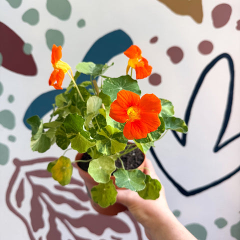 Tropaeolum majus 'Alaska Series' - Variegated Nasturtium - Sprouts of Bristol