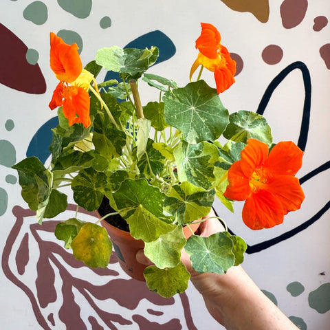 Tropaeolum majus 'Alaska Series' - Variegated Nasturtium - Sprouts of Bristol