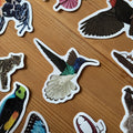 Tropical Hummingbird Amazon Wildlife Vinyl Sticker [Beneath the Canopy RHS Collab] - Sprouts of Bristol