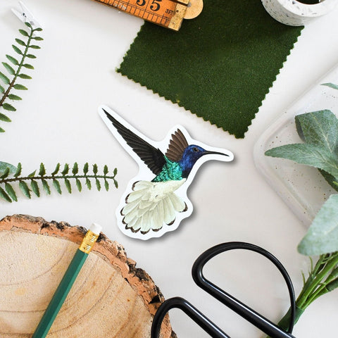 Tropical Hummingbird Amazon Wildlife Vinyl Sticker [Beneath the Canopy RHS Collab] - Sprouts of Bristol