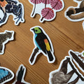 Tropical Paradise Bird Amazon Wildlife Vinyl Sticker [Beneath the Canopy RHS Collab] - Sprouts of Bristol