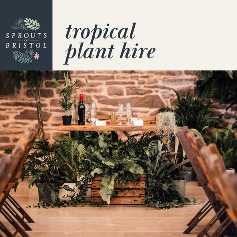 Tropical Plant Hire – Bold Statement Leaves - Sprouts of Bristol