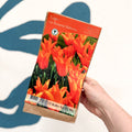 Tulip ‘Ballerina’ – Lily Flowered Tulip Bulbs – Pack of 10 - Sprouts of Bristol