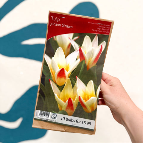 Tulip ‘Johann Strauss’ – Rockery Tulip Bulbs – Pack of 10 - Sprouts of Bristol