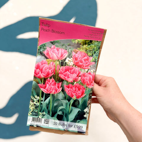 Tulip ‘Peach Blossom’ – Double Early Tulip Bulbs – Pack of 10 - Sprouts of Bristol