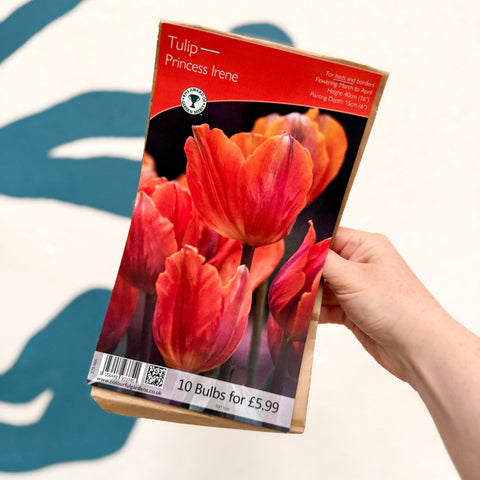 Tulip ‘Princess Irene’ – Tulip Bulbs – Pack of 10 - Sprouts of Bristol